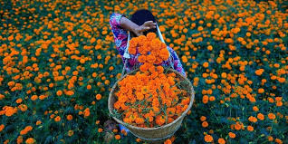 Tihar “Bhaitika” in Nepal: A Celebration of Lights and Brotherhood